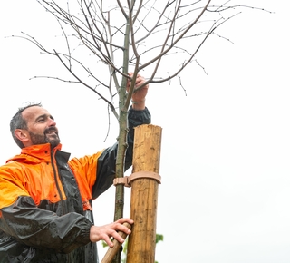 Un agent de Grand Poitiers plante un arbre