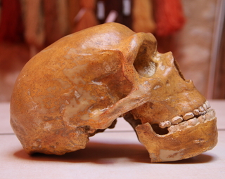Crâne préhistorique