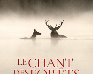 Affiche du film Le chant des forêts