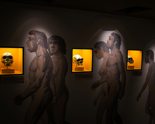 Frise évolution hommes préhistoriques