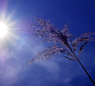 photo du soleil plombant un épi de céréale