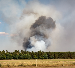 Vue d'un paysage où un nuage de fumée du à un incendie est visible depuis une zone boisée