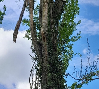 Un peuplier présentant une branche morte prête à tomber