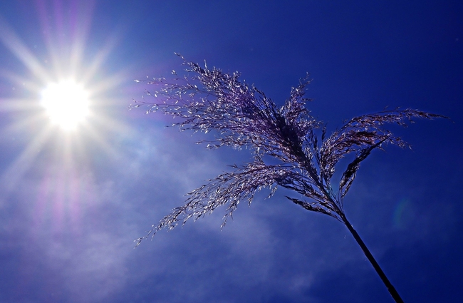 photo du soleil plombant un épi de céréale