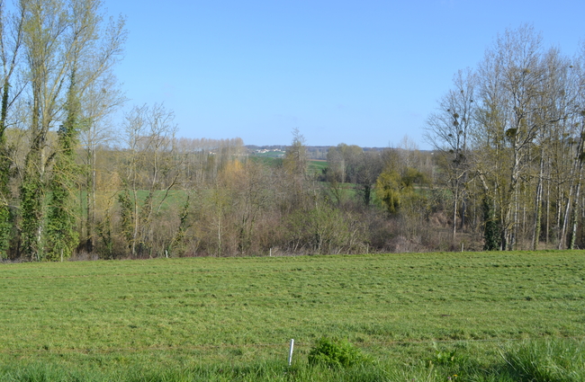Vue d'un paysage de Dissay : prairie avec des arbres en fond