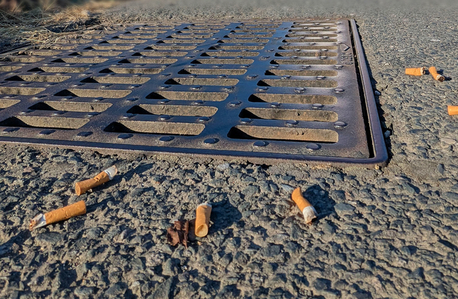 Vue de mégots de cigarettes aux abords d'un avaloir d'eau pluviale