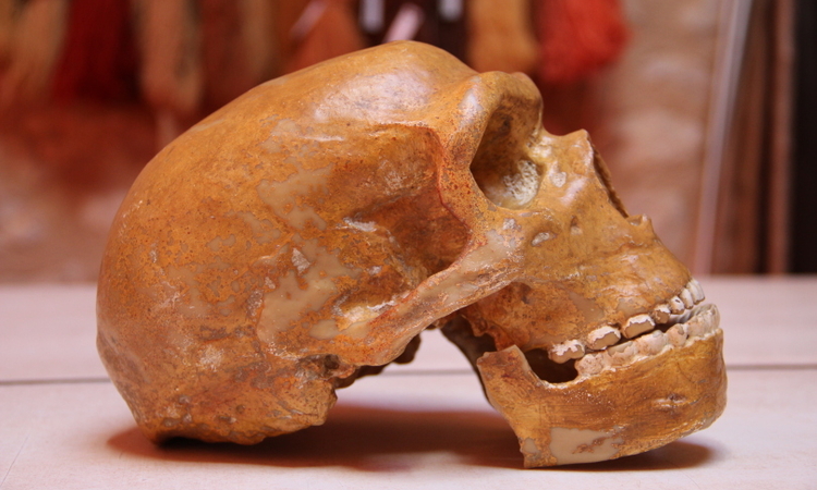 Crâne préhistorique