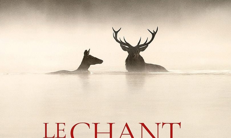 Affiche du film Le chant des forêts
