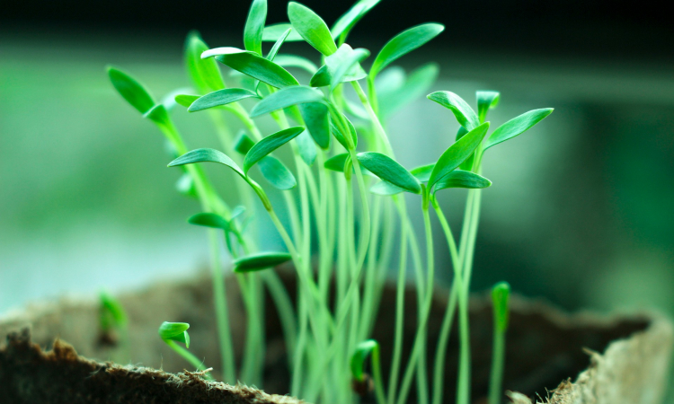 Jeunes pousses de plantes