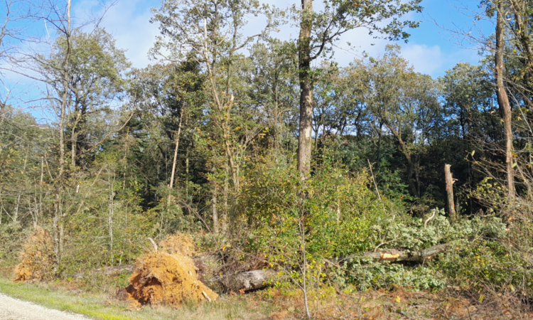 Photo de dégats de la tempète dans la foêt de Saint-Sauvant