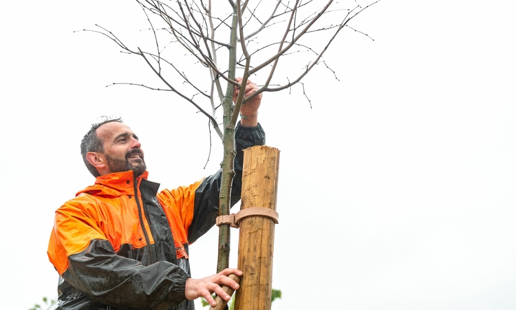 Un agent de Grand Poitiers plante un arbre