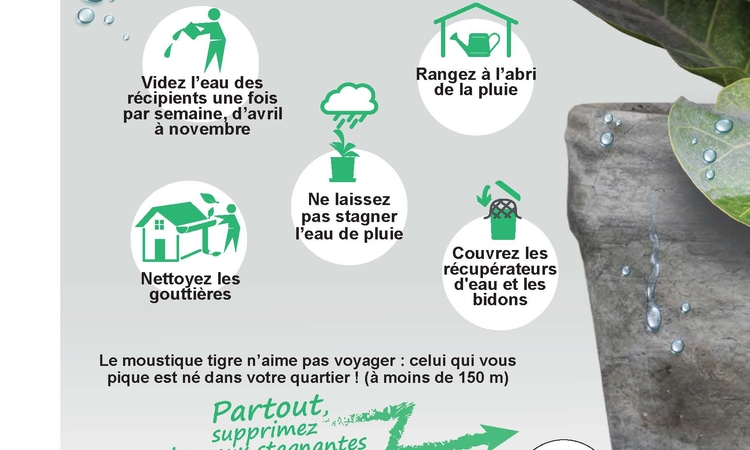 Affiche Coupons l'eau au moustique tigre