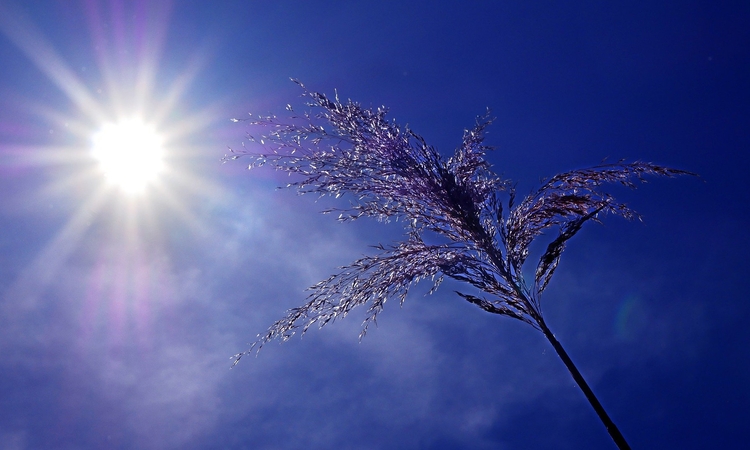 photo du soleil plombant un épi de céréale
