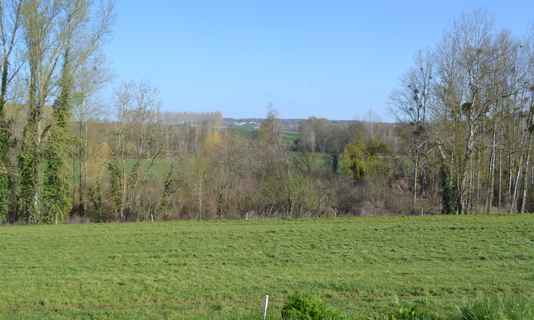 Vue d'un paysage de Dissay : prairie avec des arbres en fond
