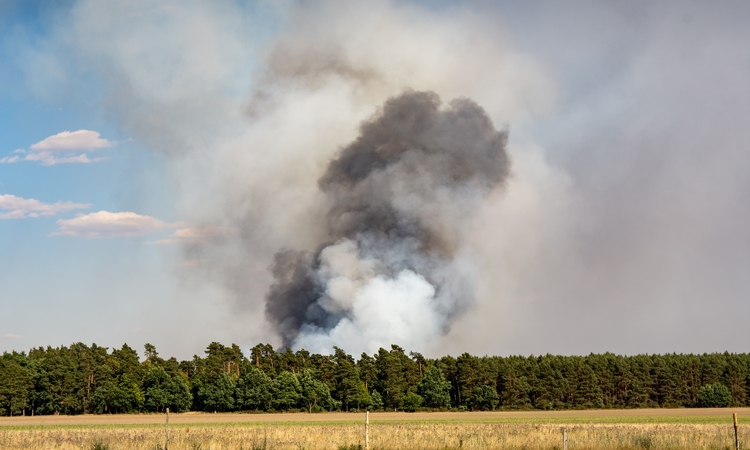 Vue d'un paysage où un nuage de fumée du à un incendie est visible depuis une zone boisée