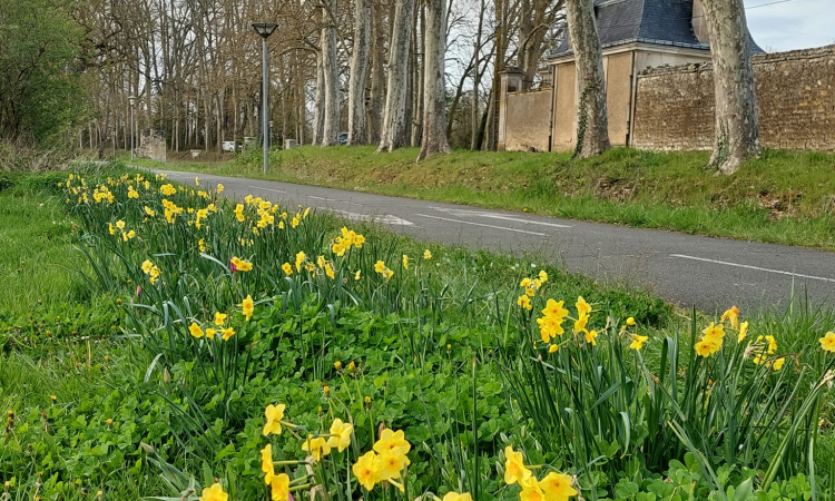 Parterre fleuri