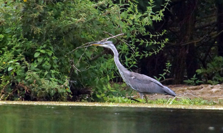 Un héron sur les rives du Clain